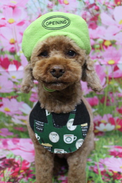 千葉県鎌ケ谷市トイプードルのトリミング画像