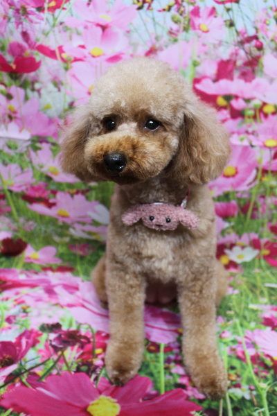 千葉県鎌ヶ谷市のトイプードルのトリミング画像