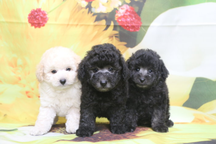 トイプードルブリーダー子犬シルバーホワイト男の子兄弟生後7週間。千葉県鎌ヶ谷市船橋市市川市柏市白井市印西市千葉市ブリーダー画像