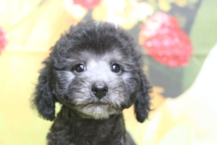 トイプードルブリーダー子犬シルバー男の子生後2ヶ月。千葉県鎌ヶ谷市船橋市市川市柏市白井市印西市千葉市ブリーダー画像