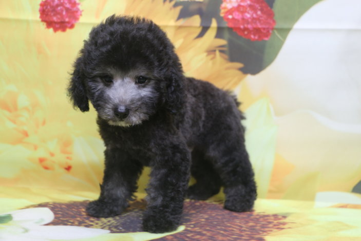 トイプードルブリーダー子犬シルバー男の子生後2ヶ月。千葉県鎌ヶ谷市船橋市市川市柏市白井市印西市千葉市ブリーダー画像