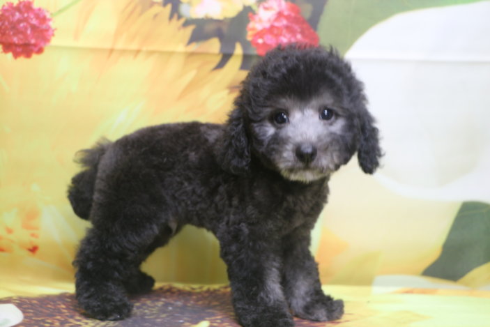 トイプードルブリーダー子犬シルバー男の子生後2ヶ月。千葉県鎌ヶ谷市船橋市市川市柏市白井市印西市千葉市ブリーダー画像