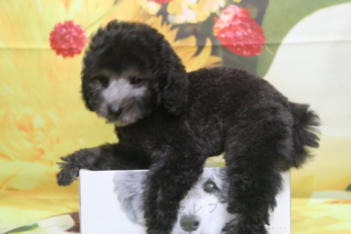トイプードルブリーダー子犬シルバー男の子生後2ヶ月。千葉県鎌ヶ谷市船橋市市川市柏市白井市印西市千葉市ブリーダー画像
