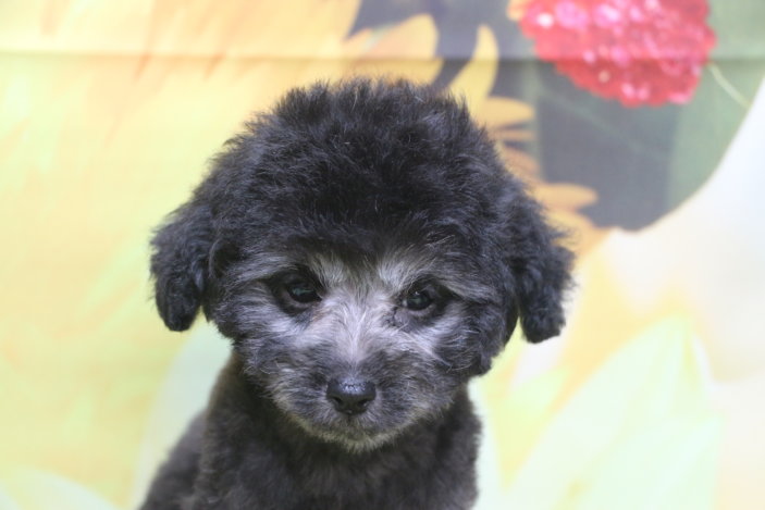 トイプードルブリーダー子犬シルバー男の子生後2ヶ月。千葉県鎌ヶ谷市船橋市市川市柏市白井市印西市千葉市ブリーダー画像