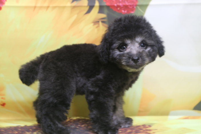 トイプードルブリーダー子犬シルバー男の子生後2ヶ月。千葉県鎌ヶ谷市船橋市市川市柏市白井市印西市千葉市ブリーダー画像