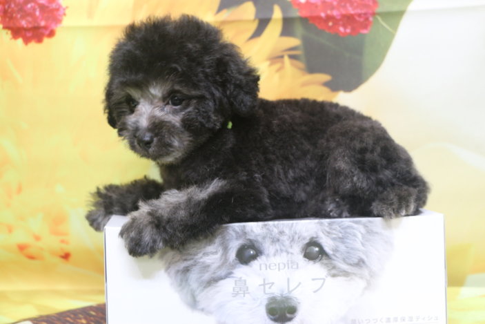 トイプードルブリーダー子犬シルバー男の子生後2ヶ月。千葉県鎌ヶ谷市船橋市市川市柏市白井市印西市千葉市ブリーダー画像