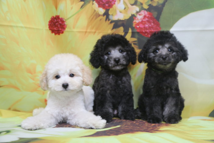 トイプードルブリーダー子犬シルバーホワイト男の子兄弟生後2ヶ月半。千葉県鎌ヶ谷市船橋市市川市柏市白井市印西市千葉市ブリーダー画像