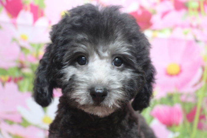 トイプードルブリーダー子犬シルバー男の子生後2ヶ月半。千葉県鎌ヶ谷市船橋市市川市柏市白井市印西市千葉市ブリーダー画像