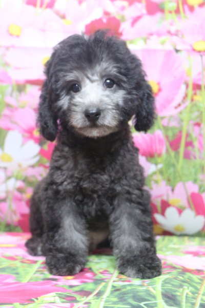 トイプードルブリーダー子犬シルバー男の子生後2ヶ月半。千葉県鎌ヶ谷市船橋市市川市柏市白井市印西市千葉市ブリーダー画像