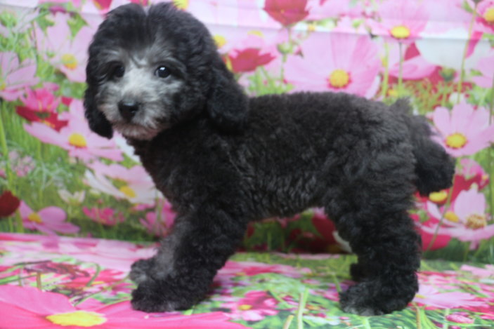 トイプードルブリーダー子犬シルバー男の子生後2ヶ月半。千葉県鎌ヶ谷市船橋市市川市柏市白井市印西市千葉市ブリーダー画像