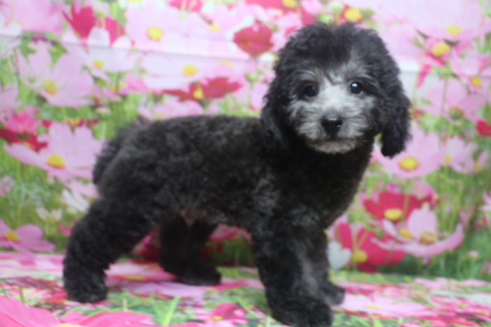 トイプードルブリーダー子犬シルバー男の子生後2ヶ月半。千葉県鎌ヶ谷市船橋市市川市柏市白井市印西市千葉市ブリーダー画像