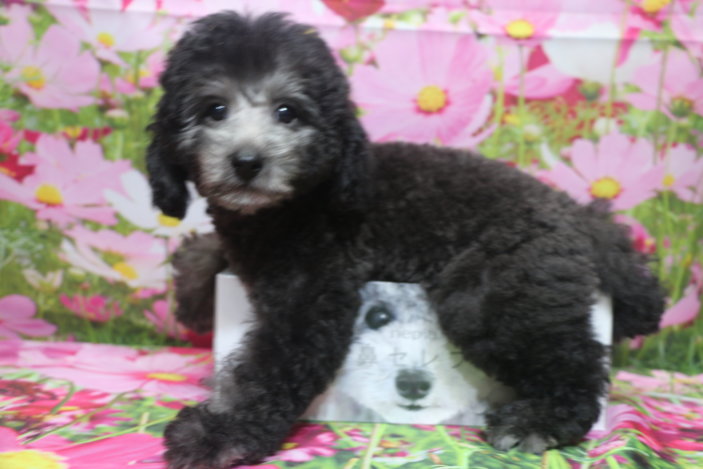 トイプードルブリーダー子犬シルバー男の子生後2ヶ月半。千葉県鎌ヶ谷市船橋市市川市柏市白井市印西市千葉市ブリーダー画像