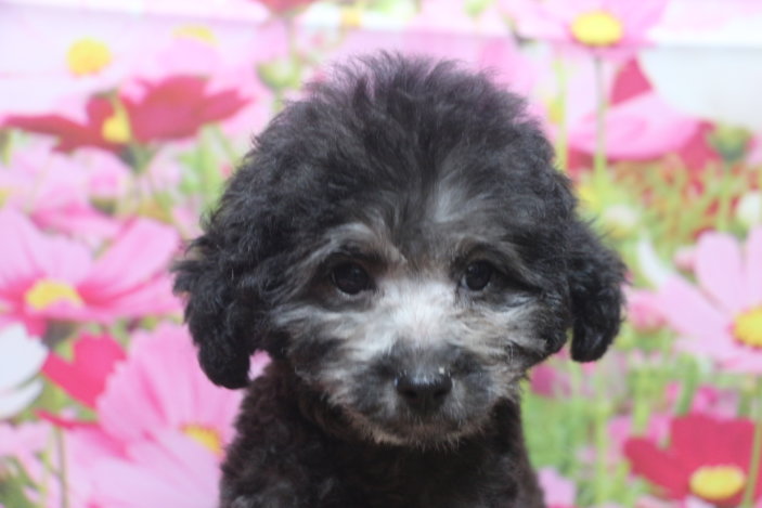 トイプードルブリーダー子犬シルバー男の子生後2ヶ月半。千葉県鎌ヶ谷市船橋市市川市柏市白井市印西市千葉市ブリーダー画像