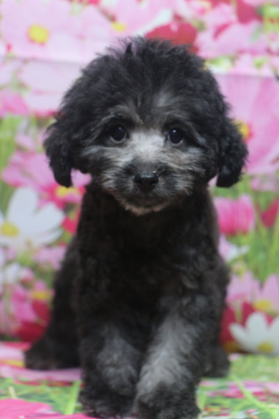 トイプードルブリーダー子犬シルバー男の子生後2ヶ月半。千葉県鎌ヶ谷市船橋市市川市柏市白井市印西市千葉市ブリーダー画像