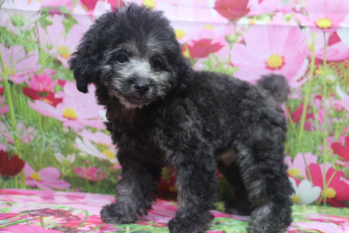 トイプードルブリーダー子犬シルバー男の子生後2ヶ月半。千葉県鎌ヶ谷市船橋市市川市柏市白井市印西市千葉市ブリーダー画像