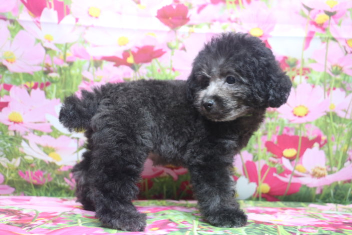 トイプードルブリーダー子犬シルバー男の子生後2ヶ月半。千葉県鎌ヶ谷市船橋市市川市柏市白井市印西市千葉市ブリーダー画像