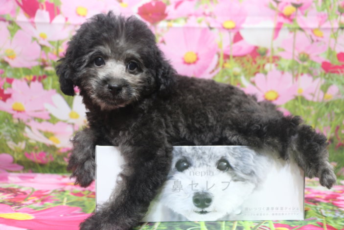 トイプードルブリーダー子犬シルバー男の子生後2ヶ月半。千葉県鎌ヶ谷市船橋市市川市柏市白井市印西市千葉市ブリーダー画像