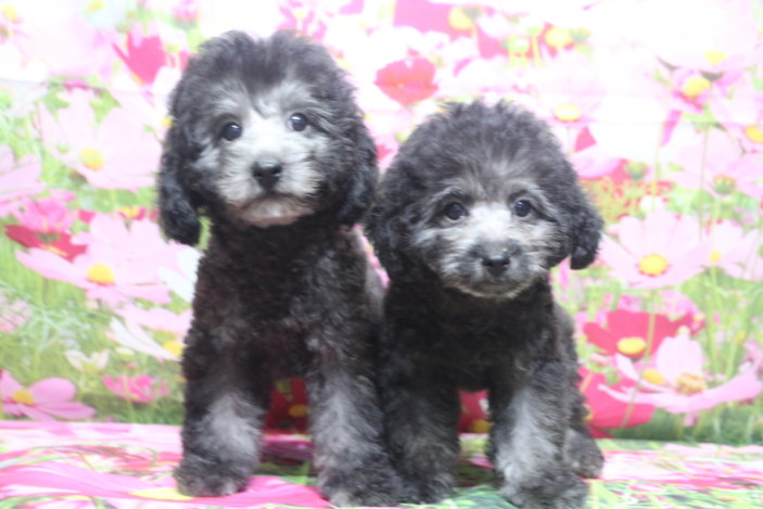 トイプードルブリーダー子犬シルバー男の子兄妹生後2ヶ月半。千葉県鎌ヶ谷市船橋市市川市柏市白井市印西市千葉市ブリーダー画像