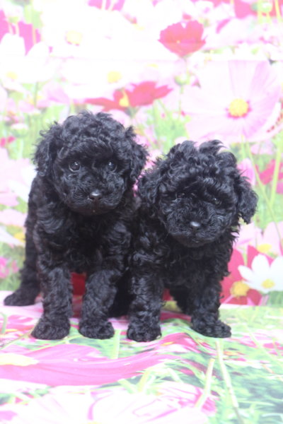 トイプードルブリーダー子犬ブラック黒の男の子女の子、生後6週間。千葉県鎌ヶ谷市船橋市市川市柏市白井市印西市千葉市ブリーダー画像