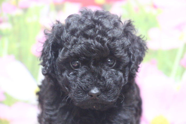 トイプードルブリーダー子犬ブラック黒の男の子、生後6週間。千葉県鎌ヶ谷市船橋市市川市柏市白井市印西市千葉市ブリーダー画像