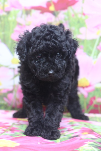 トイプードルブリーダー子犬ブラック黒の男の子、生後6週間。千葉県鎌ヶ谷市船橋市市川市柏市白井市印西市千葉市ブリーダー画像