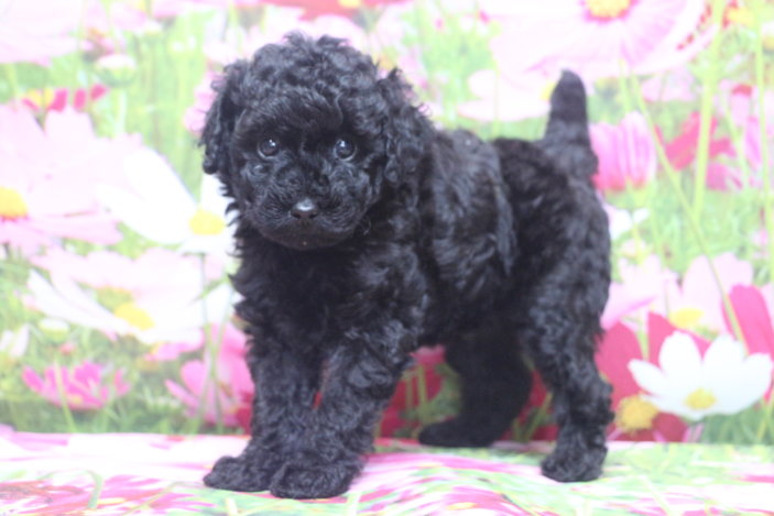 トイプードルブリーダー子犬ブラック黒の男の子、生後6週間。千葉県鎌ヶ谷市船橋市市川市柏市白井市印西市千葉市ブリーダー画像