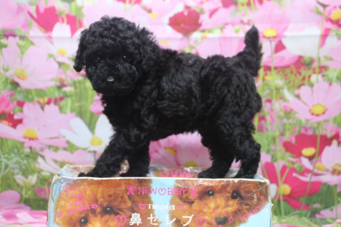 トイプードルブリーダー子犬ブラック黒の男の子、生後6週間。千葉県鎌ヶ谷市船橋市市川市柏市白井市印西市千葉市ブリーダー画像