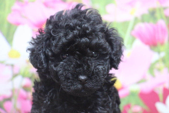 トイプードルブリーダー子犬ブラック黒の女の子、生後6週間。千葉県鎌ヶ谷市船橋市市川市柏市白井市印西市千葉市ブリーダー画像