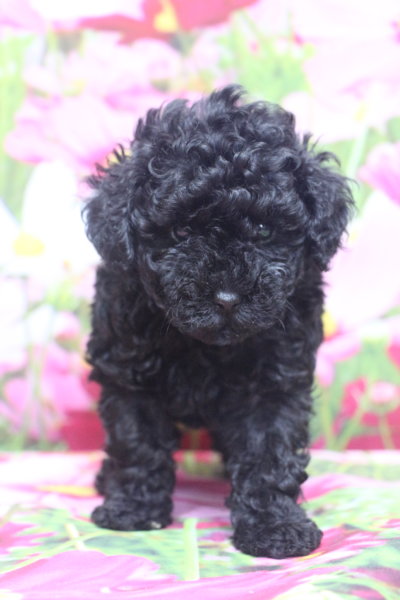 トイプードルブリーダー子犬ブラック黒の女の子、生後6週間。千葉県鎌ヶ谷市船橋市市川市柏市白井市印西市千葉市ブリーダー画像