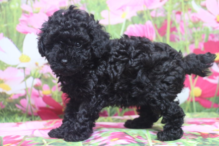 トイプードルブリーダー子犬ブラック黒の女の子、生後6週間。千葉県鎌ヶ谷市船橋市市川市柏市白井市印西市千葉市ブリーダー画像