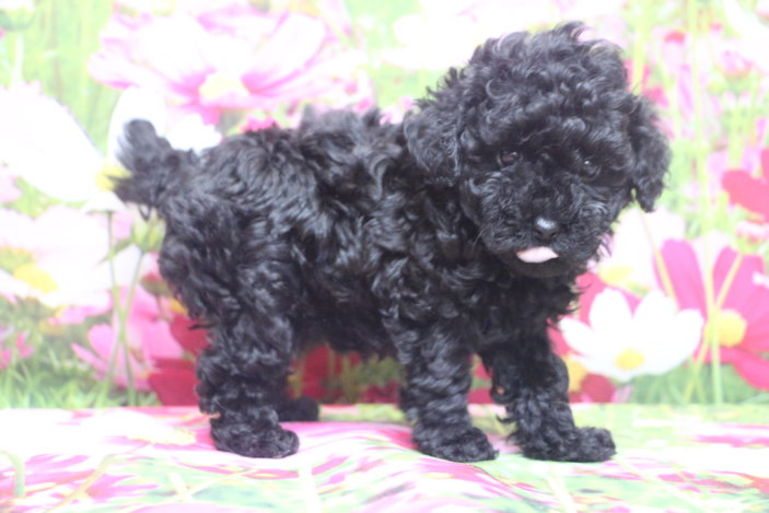 トイプードルブリーダー子犬ブラック黒の女の子、生後6週間。千葉県鎌ヶ谷市船橋市市川市柏市白井市印西市千葉市ブリーダー画像