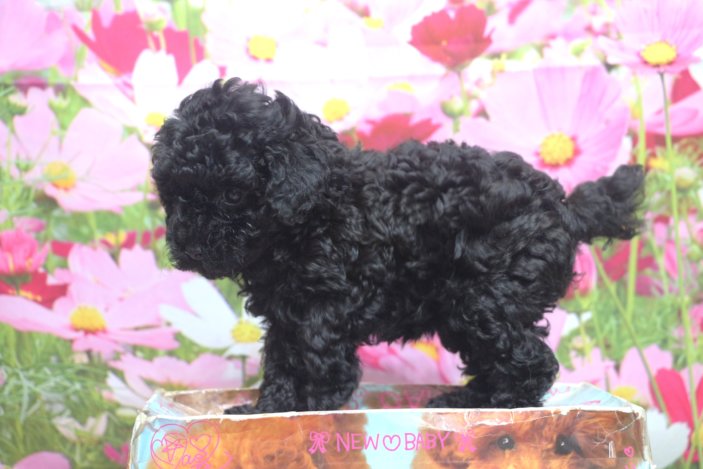 トイプードルブリーダー子犬ブラック黒の女の子、生後6週間。千葉県鎌ヶ谷市船橋市市川市柏市白井市印西市千葉市ブリーダー画像