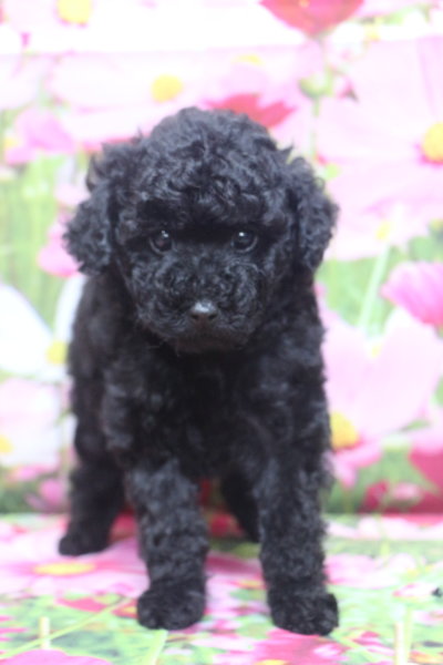 トイプードルブリーダー子犬ブラック黒の男の子、生後7週間。千葉県鎌ヶ谷市船橋市市川市柏市白井市印西市千葉市ブリーダー画像