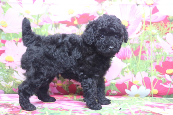 トイプードルブリーダー子犬ブラック黒の男の子、生後7週間。千葉県鎌ヶ谷市船橋市市川市柏市白井市印西市千葉市ブリーダー画像