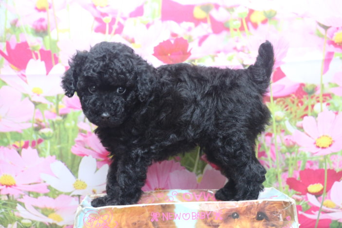 トイプードルブリーダー子犬ブラック黒の男の子、生後7週間。千葉県鎌ヶ谷市船橋市市川市柏市白井市印西市千葉市ブリーダー画像