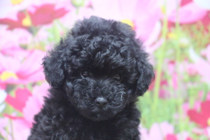 トイプードルブリーダー子犬ブラック黒の女の子、生後7週間。千葉県鎌ヶ谷市船橋市市川市柏市白井市印西市千葉市ブリーダー画像