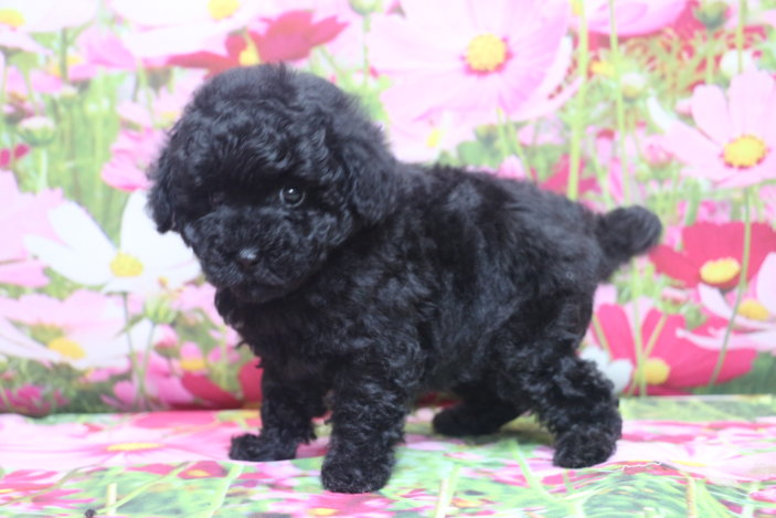 トイプードルブリーダー子犬ブラック黒の女の子、生後7週間。千葉県鎌ヶ谷市船橋市市川市柏市白井市印西市千葉市ブリーダー画像