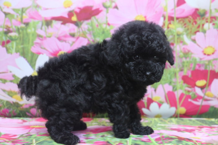 トイプードルブリーダー子犬ブラック黒の女の子、生後7週間。千葉県鎌ヶ谷市船橋市市川市柏市白井市印西市千葉市ブリーダー画像