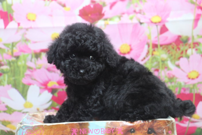トイプードルブリーダー子犬ブラック黒の女の子、生後7週間。千葉県鎌ヶ谷市船橋市市川市柏市白井市印西市千葉市ブリーダー画像