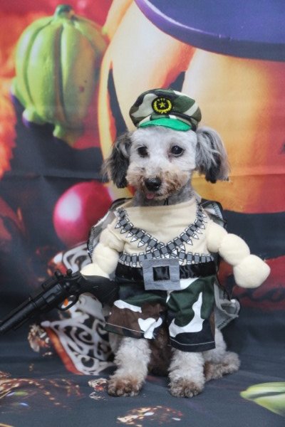 トリミングサロン、トリマー、千葉県鎌ヶ谷市船橋市市川市松戸市柏市白井市印西市千葉市、撮影サービス画像