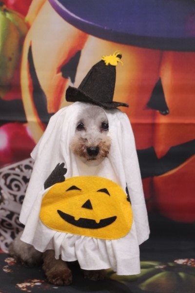 トリミングサロン、トリマー、千葉県鎌ヶ谷市船橋市市川市松戸市柏市白井市印西市千葉市、撮影サービス画像