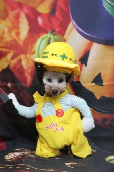 トリミングサロン、トリマー、千葉県鎌ヶ谷市船橋市市川市松戸市柏市白井市印西市千葉市、撮影サービス画像