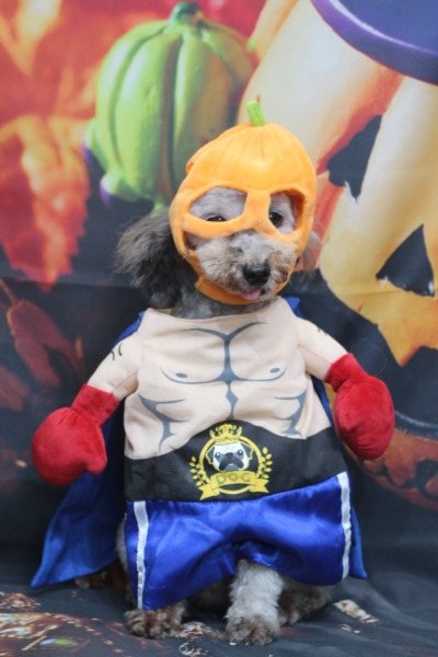 トリミングサロン、トリマー、千葉県鎌ヶ谷市船橋市市川市松戸市柏市白井市印西市千葉市、撮影サービス画像