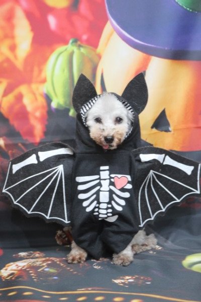 トリミングサロン、トリマー、千葉県鎌ヶ谷市船橋市市川市松戸市柏市白井市印西市千葉市、撮影サービス画像