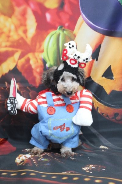 トリミングサロン、トリマー、千葉県鎌ヶ谷市船橋市市川市松戸市柏市白井市印西市千葉市、撮影サービス画像