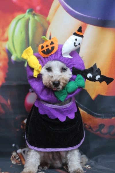 トリミングサロン、トリマー、千葉県鎌ヶ谷市船橋市市川市松戸市柏市白井市印西市千葉市、撮影サービス画像