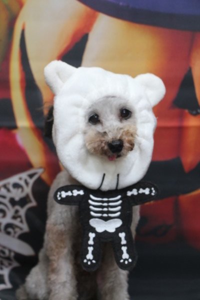 トリミングサロン、トリマー、千葉県鎌ヶ谷市船橋市市川市松戸市柏市白井市印西市千葉市、撮影サービス画像