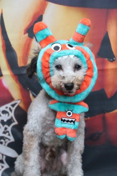 トリミングサロン、トリマー、千葉県鎌ヶ谷市船橋市市川市松戸市柏市白井市印西市千葉市、撮影サービス画像