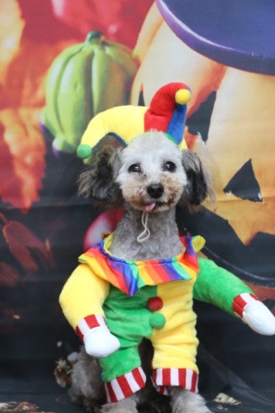 トリミングサロン、トリマー、千葉県鎌ヶ谷市船橋市市川市松戸市柏市白井市印西市千葉市、撮影サービス画像