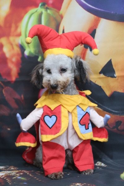 トリミングサロン、トリマー、千葉県鎌ヶ谷市船橋市市川市松戸市柏市白井市印西市千葉市、撮影サービス画像